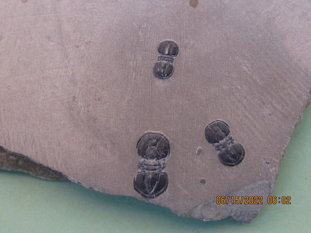 PERONOPSIS FOSSIL FIVE MULTIPLE TRILOBITE PLATES