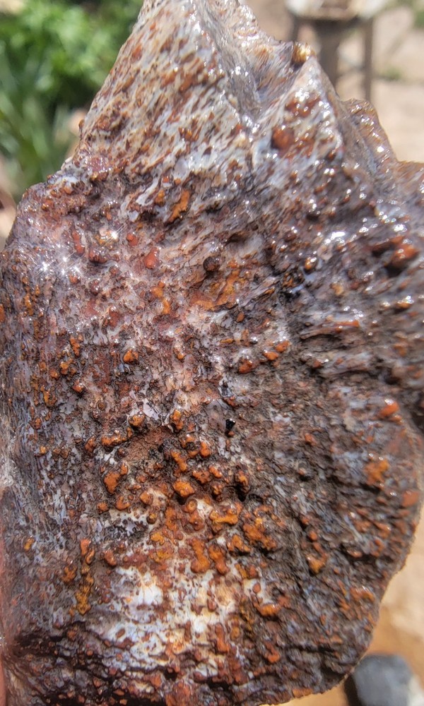 3.06lbs Small Medium agotized Dino Bone Reds