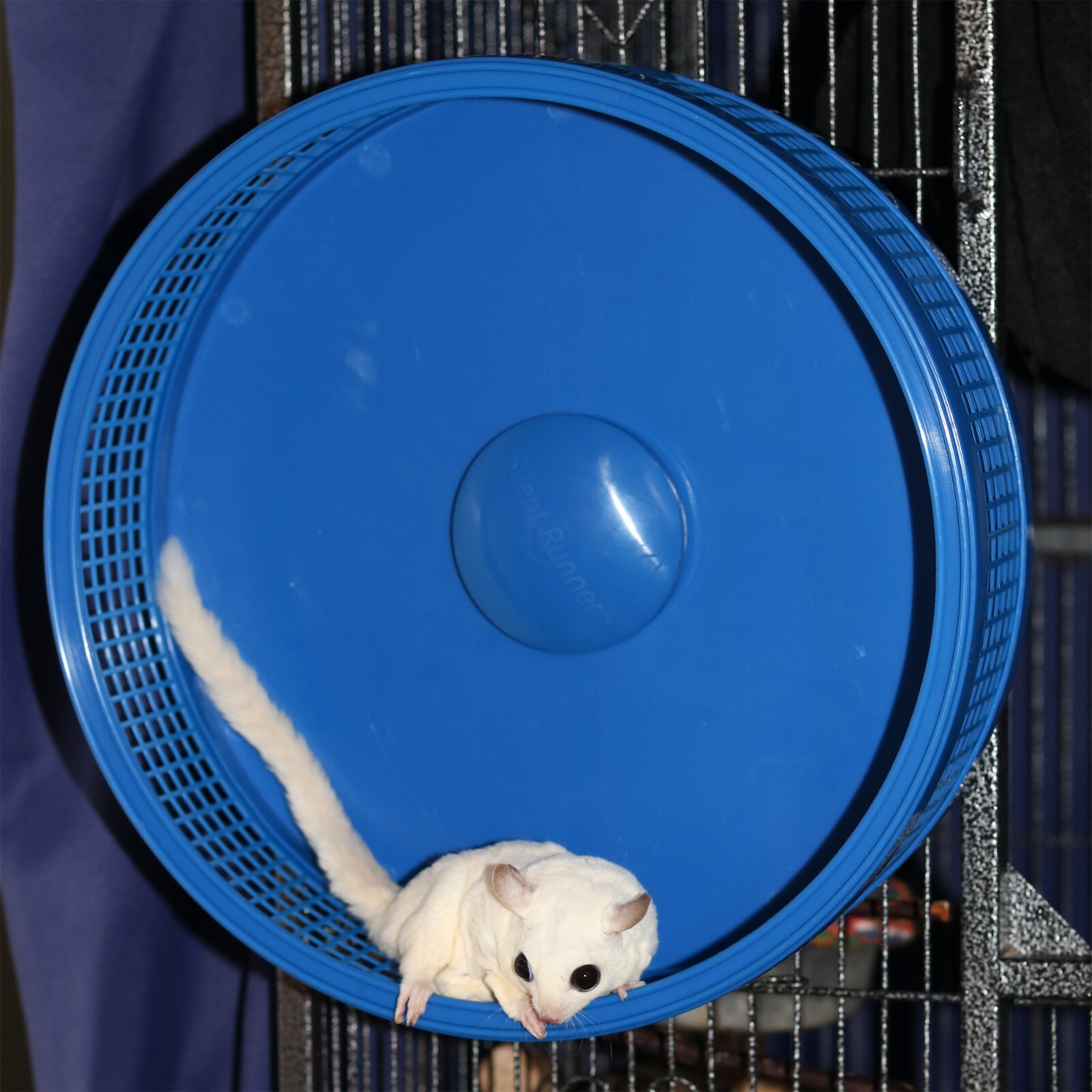 Silent Runner Pro Blue - Durable Pet Exercise Wheel with Cage Attachment