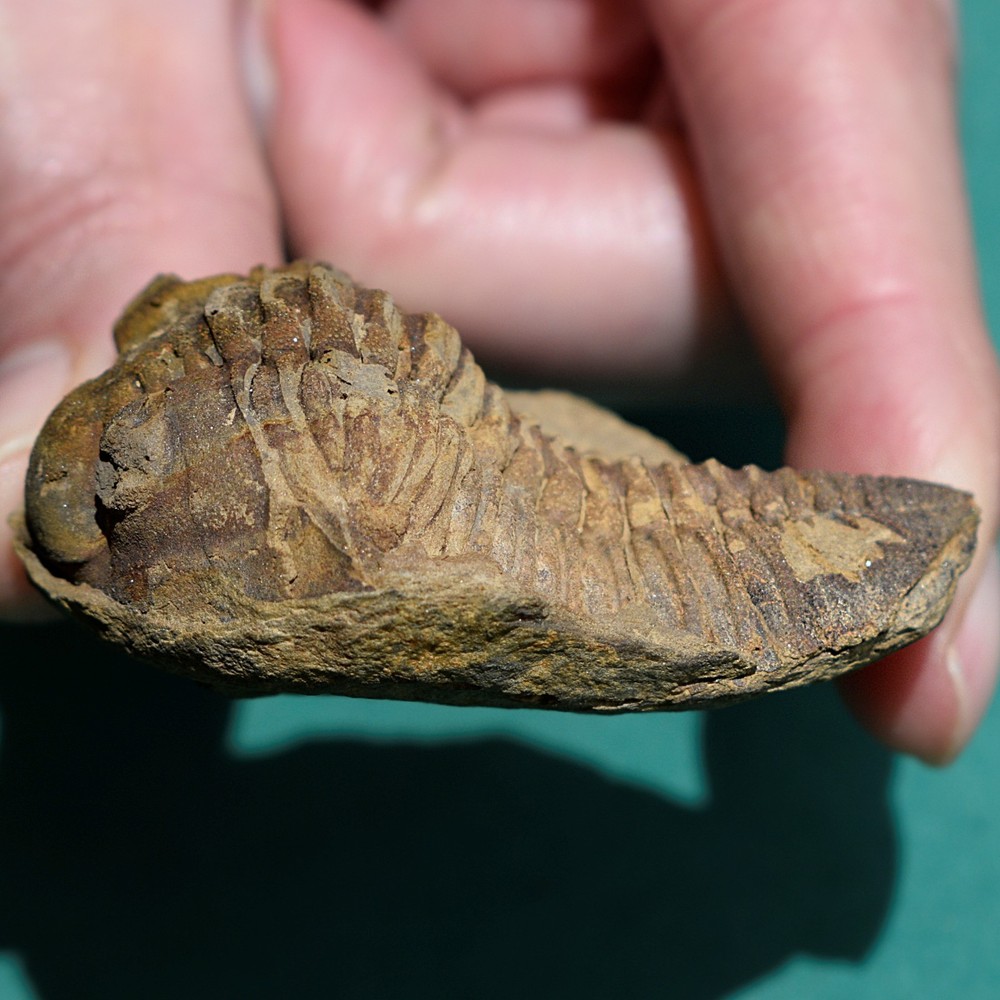 Trilobite, Eldredgeia eocryphaeus: Bolivia devonian trilobite fossil