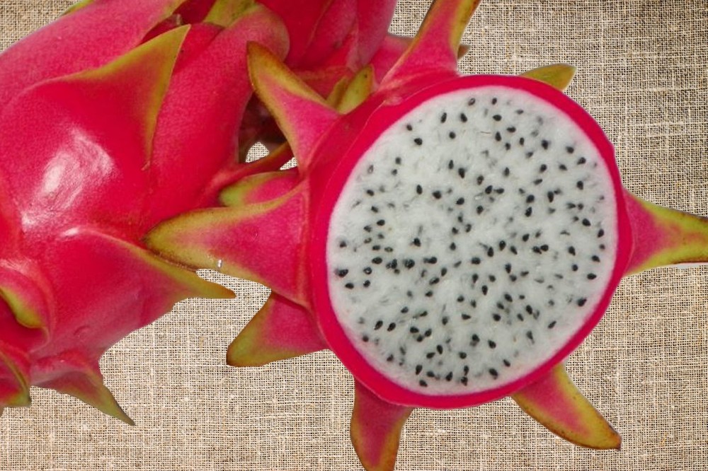 David Bowie Dragon Fruit STARTER