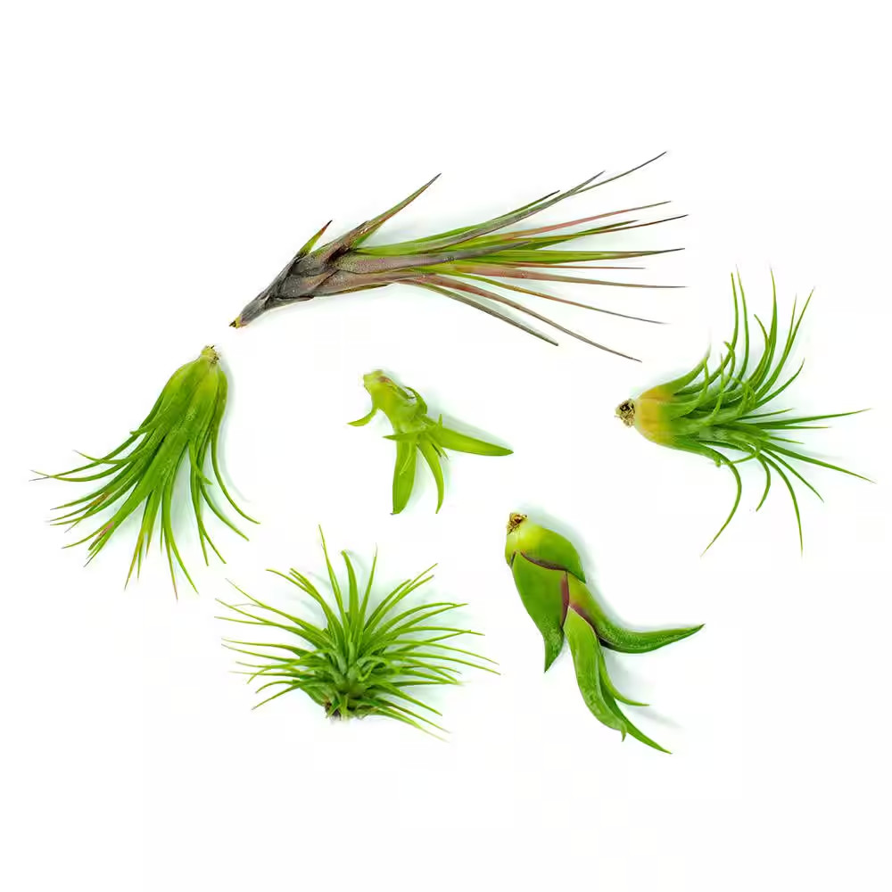 Air Plants Assorted (6-Pack)