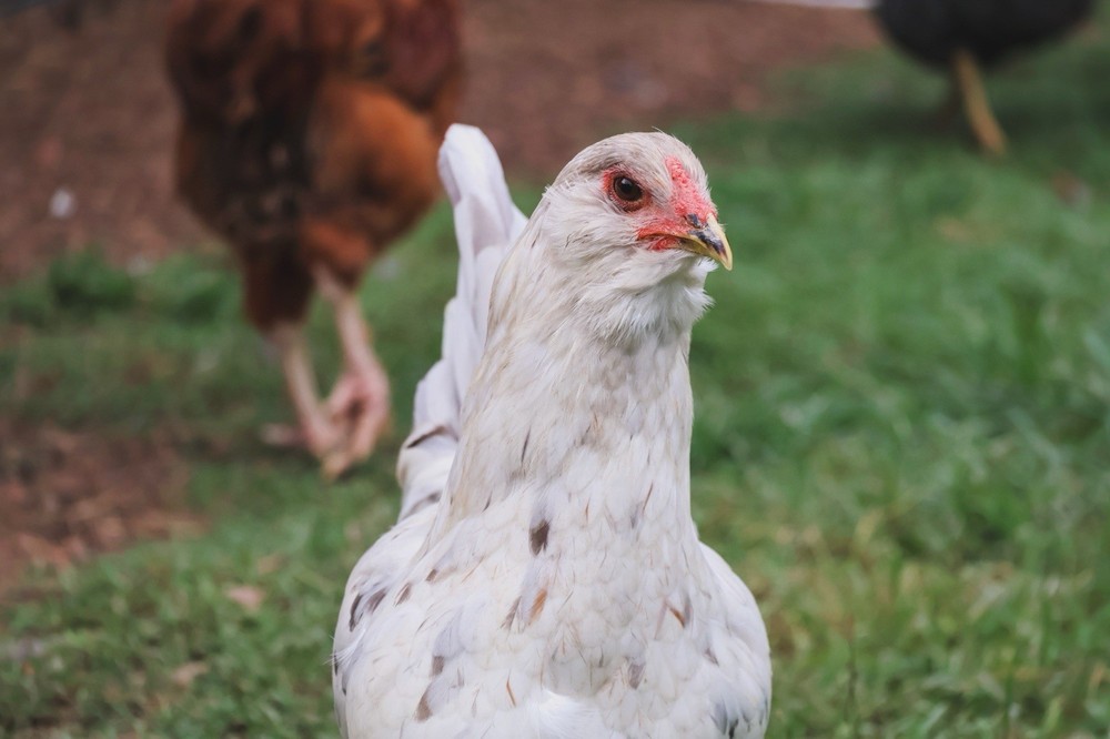Rainbow Hatching Eggs 12+ Multi-gen Olive & Easter Egger + Black Copper Marans