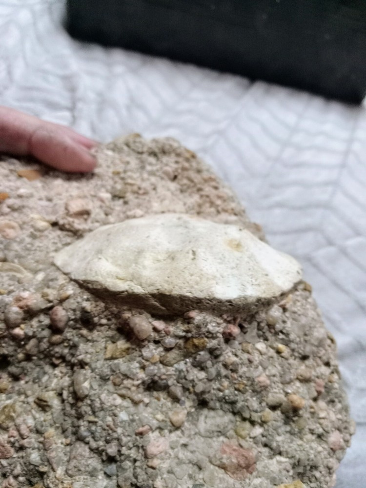 Clam? Fossil On Matrix