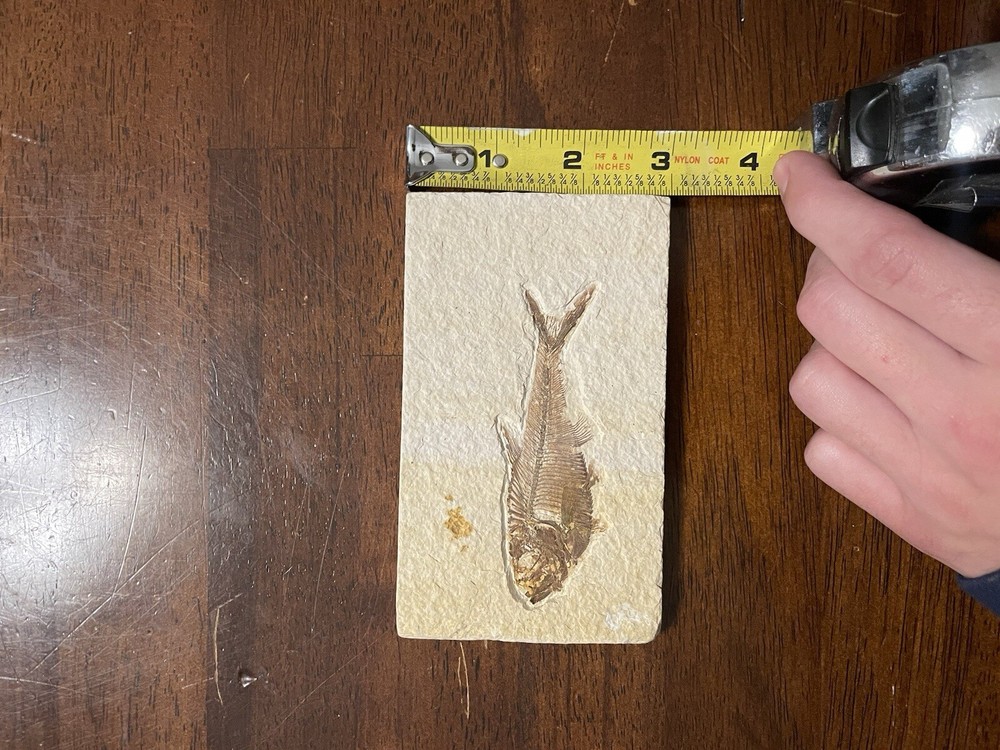 Fossilized Herring Fish Green River Formation Perfect Condition