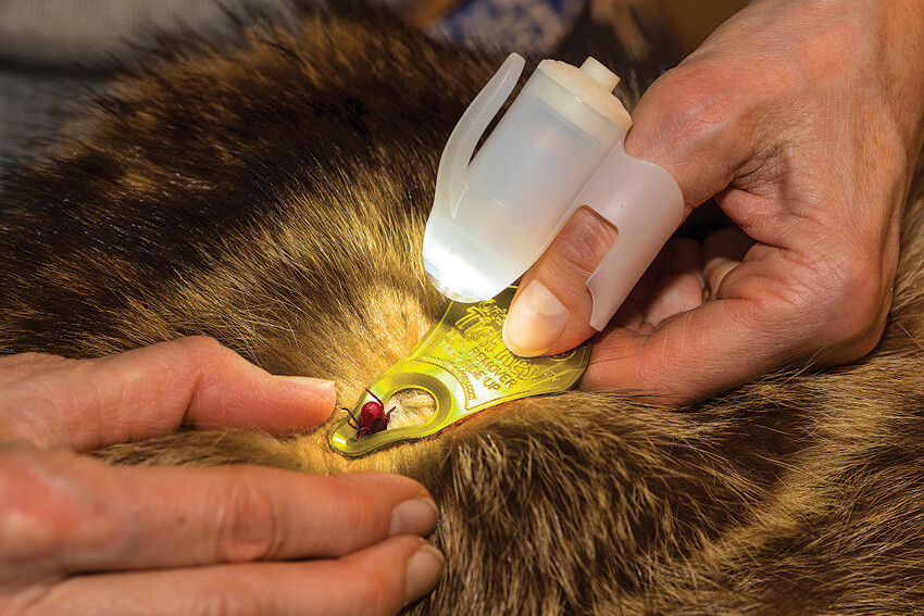 TipSee Light TickSee Tick Removal Kit GR400-TSKT