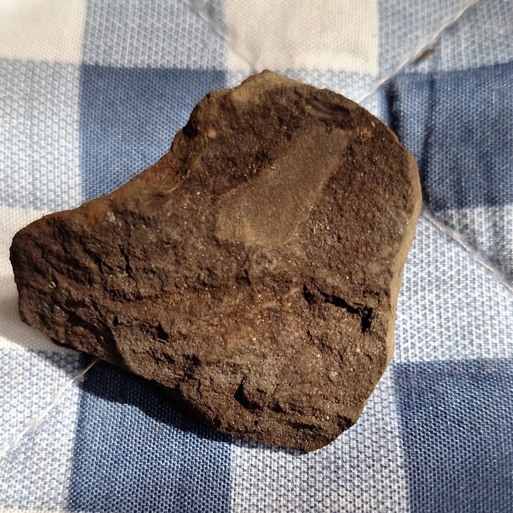 Brown Sedimentary Rock Mineral Specimen