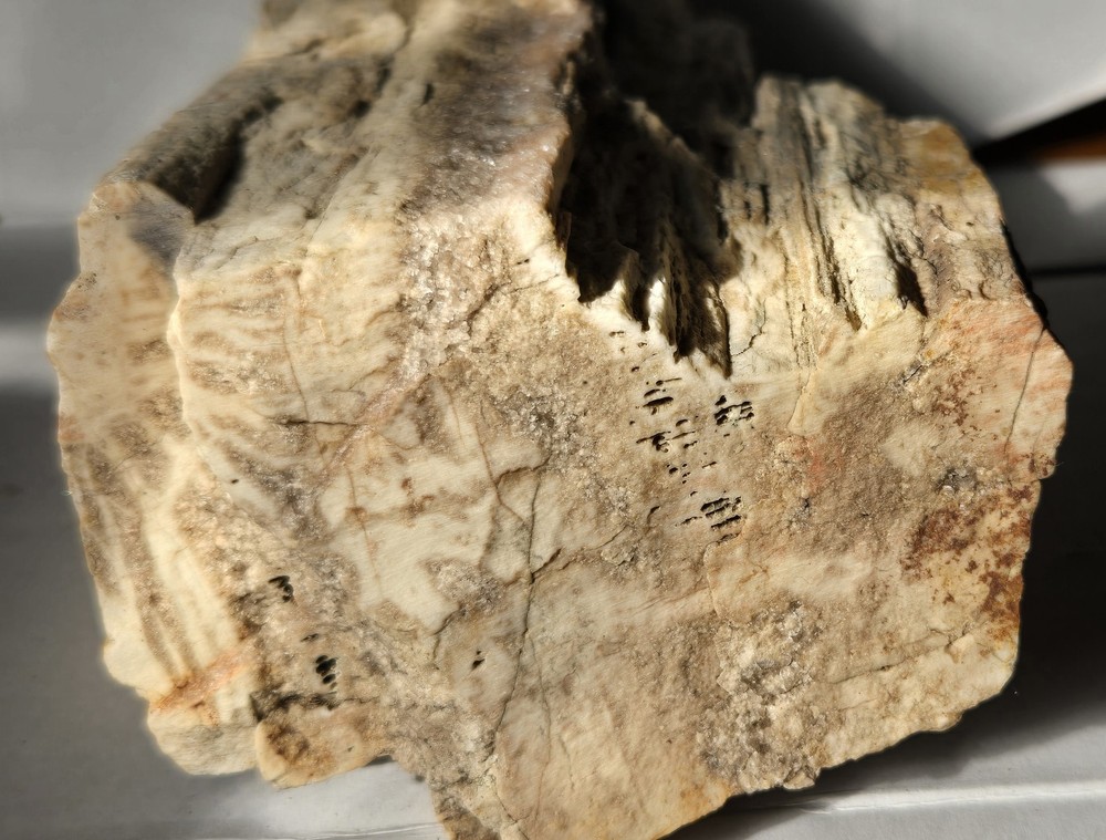 Petrified Wood