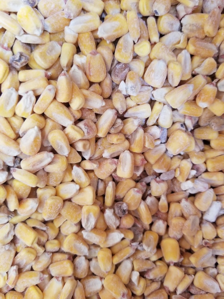 18 lbs Shelled Dry Corn