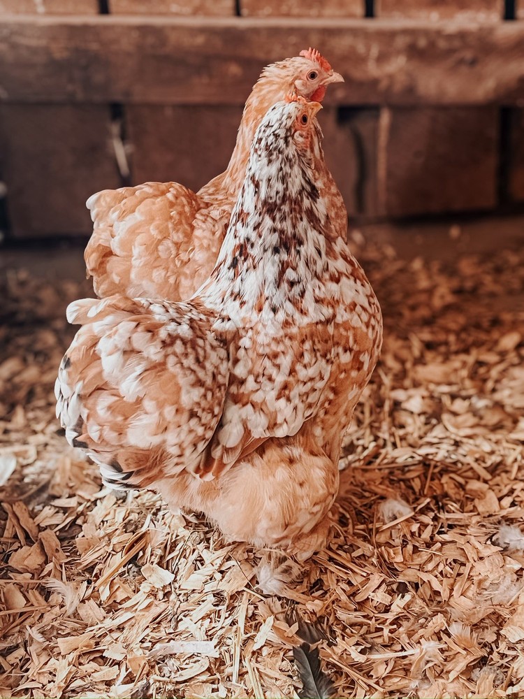 6 ++ Frizzle Bantam Cochin hatching eggs 🐣