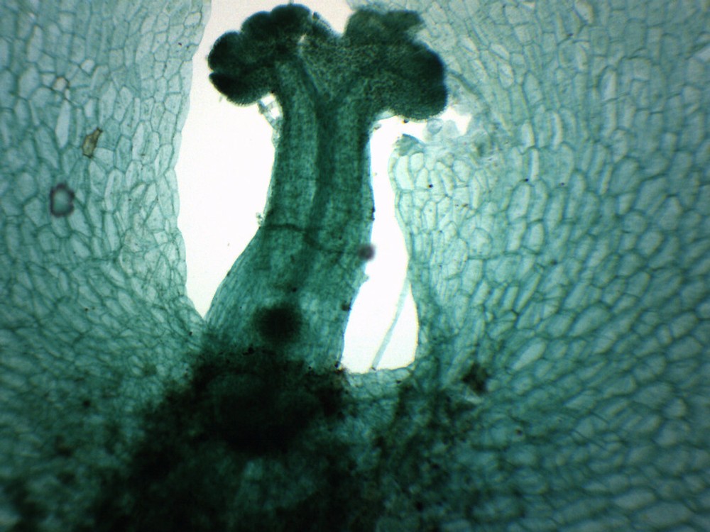 Fern Life Cycle Composite - Prepared Slide - 75x25mm - Eisco Labs