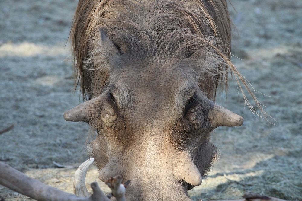 Warthog Taxidermy Reference Photo Cd