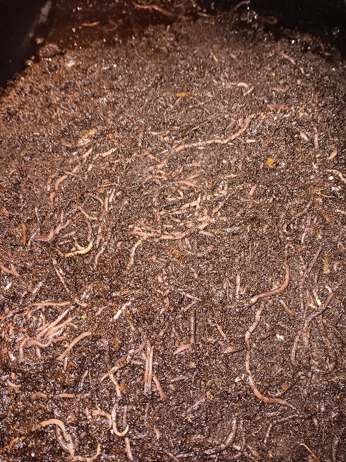 🐛Manure Free Red Wigglers! Hand Counted! Free Shipping! Live!🐛