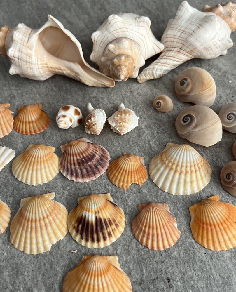 Beautiful Sea Shells Various !!