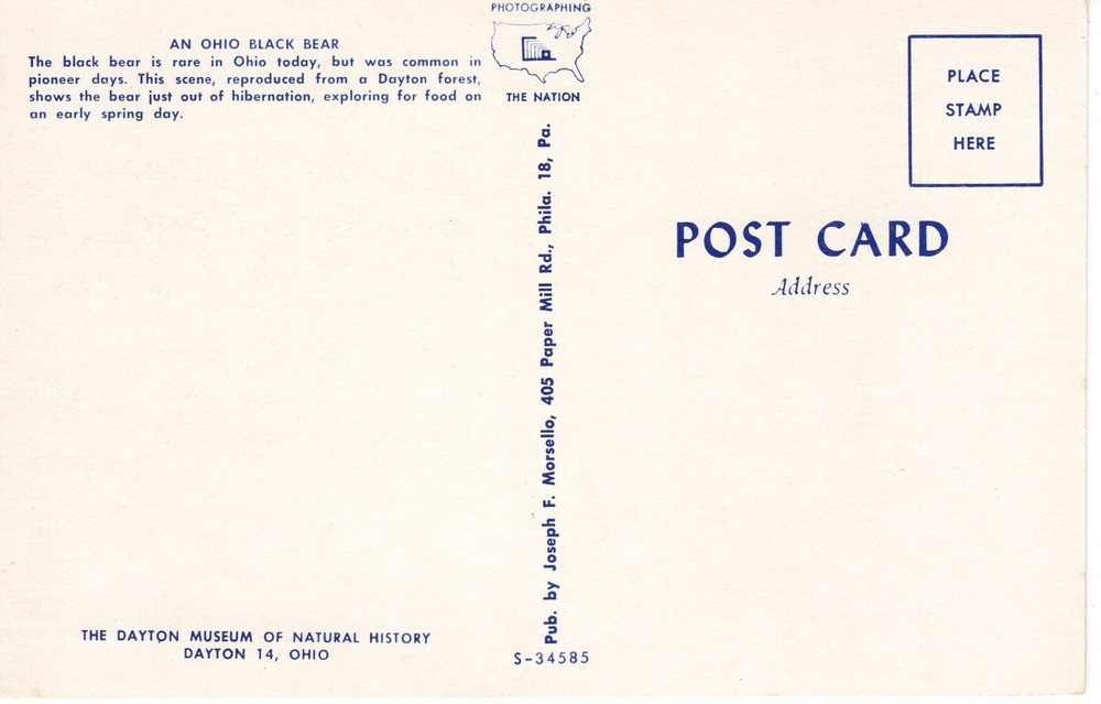 AN OHIO BLACK BEAR - PC4716