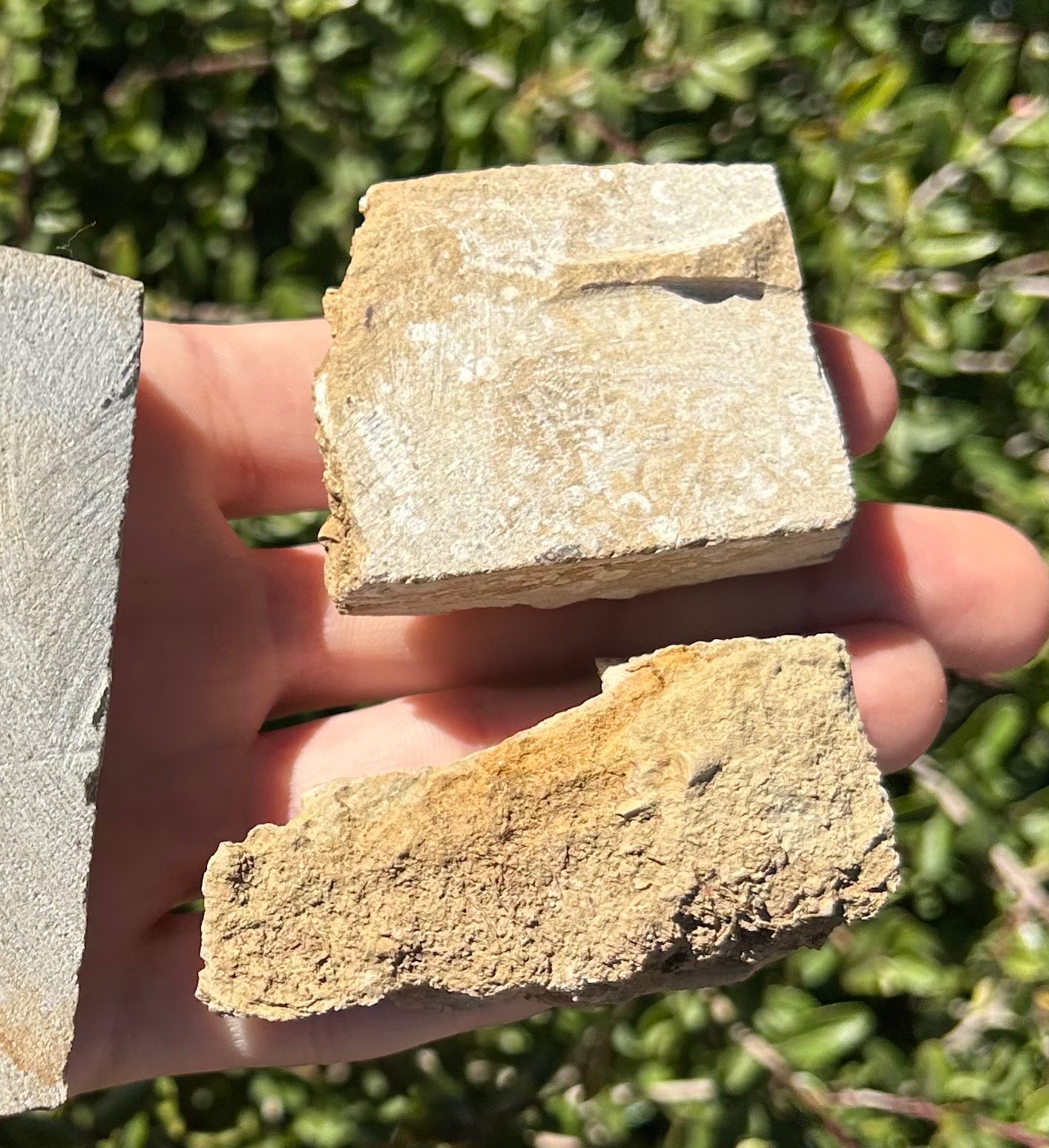 Crinoid Fossils in Matrix LOT OF 3 Alabama Phanocrinus Aphelecrinus Bangor Fm