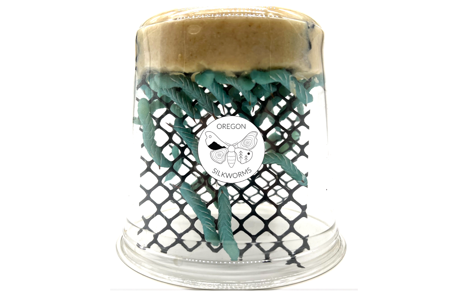 25 -32 Live Hornworms With 1 Inch Of Food