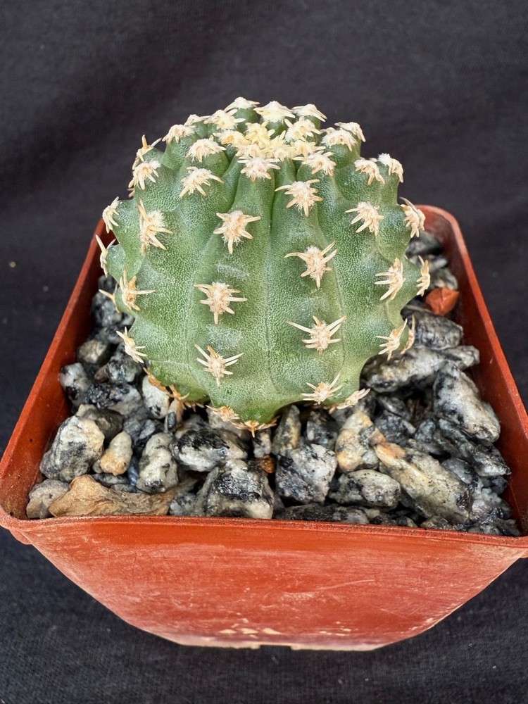 Pygmaeocereus bieblii, cactus plant