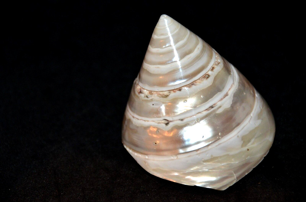 Polished Pearled Tectus (Trochus) Niloticus - 2 1/2"