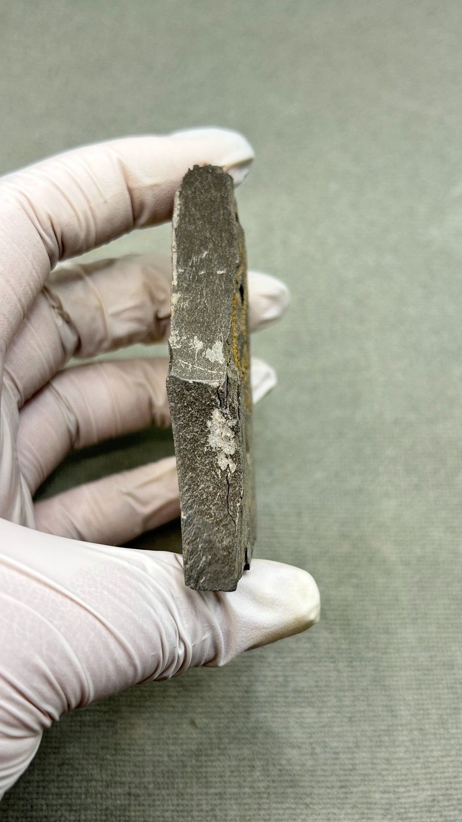 Natural boutique Moroccan sea snake tail echinoderms, ancient marine fossils