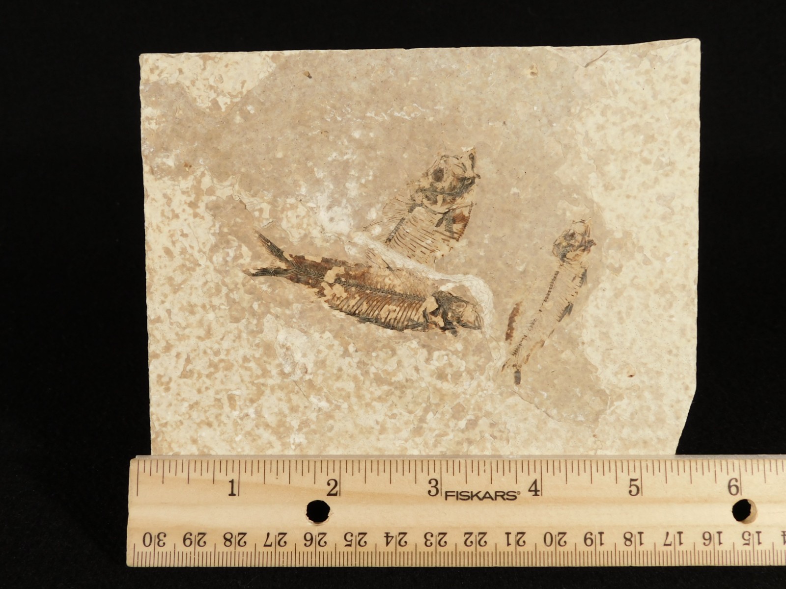 Rock AQUARIUM THREE! 100% Natural Knightia FISH Fossils From Wyoming! 291gr