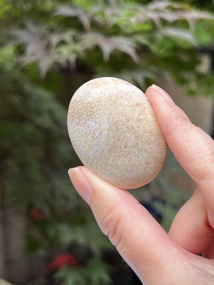 Fossilized Coral Crystal Palmstone AAA+ 31
