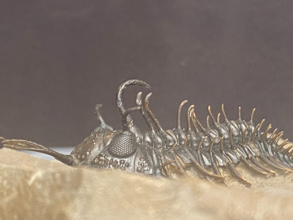 walliserops hammii & phacops