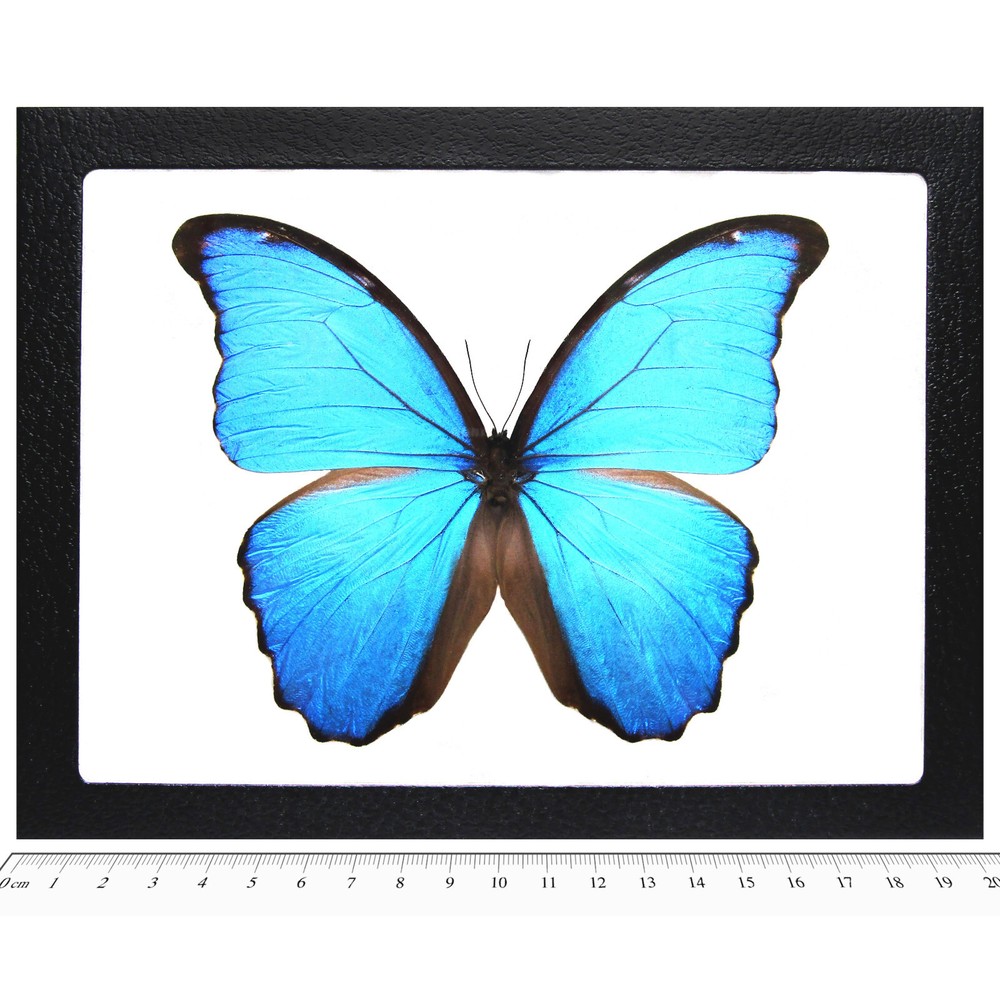 Morpho didius REAL FRAMED BUTTERFLY BLUE PERU