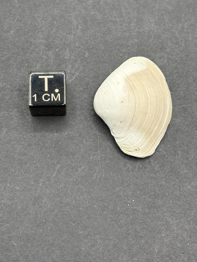 (18) Upper Eocene (Bartonian) Shells from La Chapelle-en-Serval, France