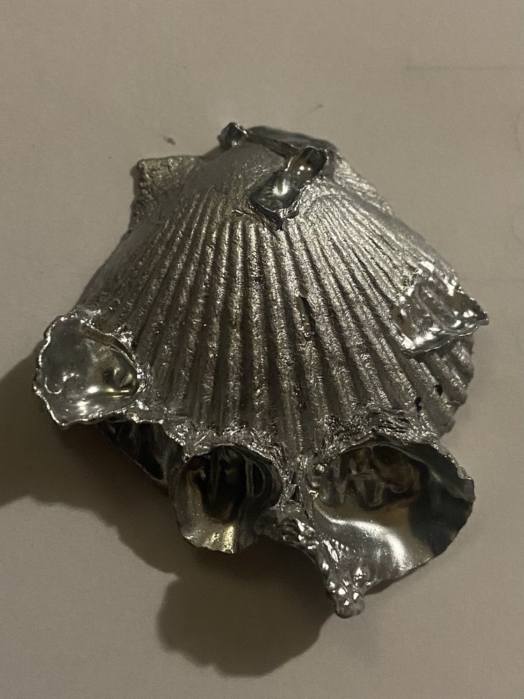 Silver Lion Paw Shell With Barnacles