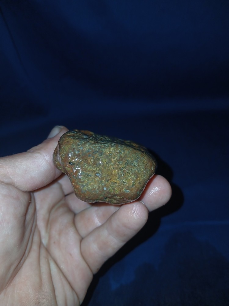 10.5 oz Texas Petrified Wood