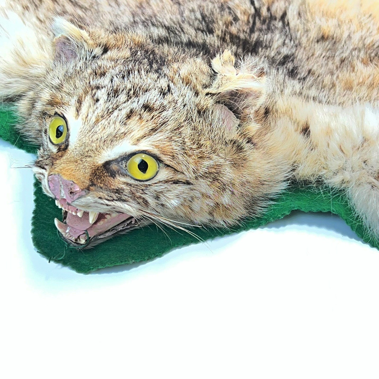 Vtg. Bobcat Taxidermy Rug Mount Full Body Green Felt Border Rustic Cabin Decor