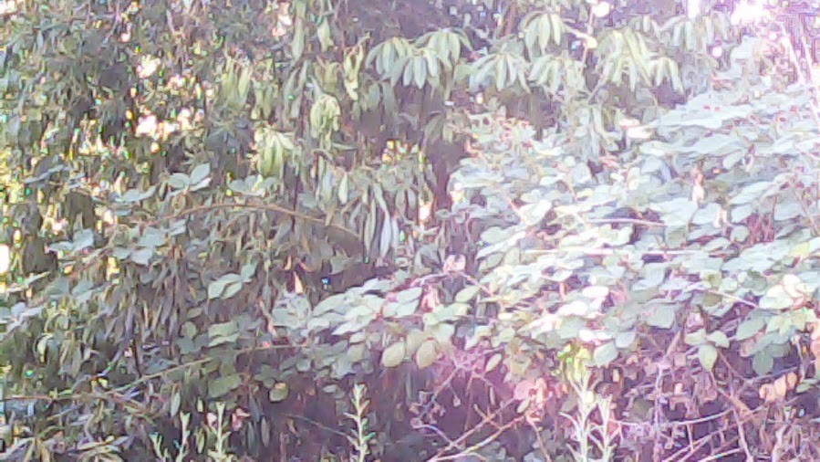 1.3MP USB 2.0 Camera Module with Cable