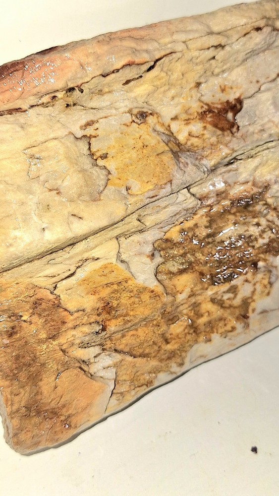 Petrified Wood