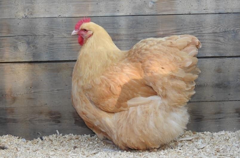 12+ Rare Breed Chicken Hatching Eggs Orpington, Wyandotte, Sweddish Flower