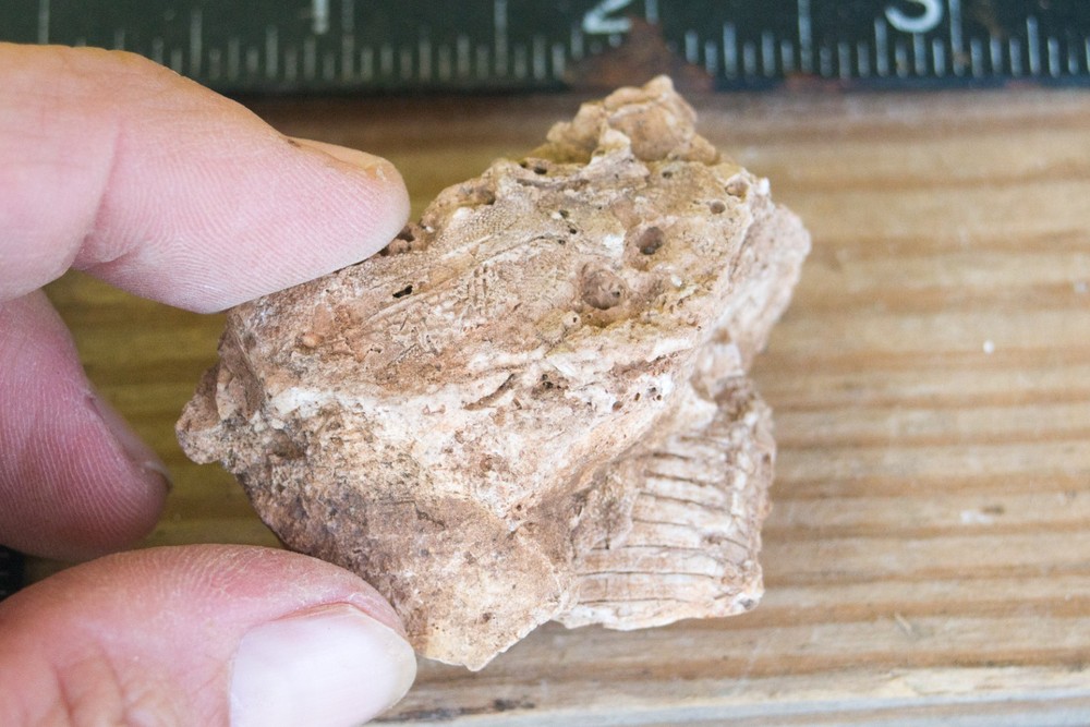 NE Oklahoma Fossil