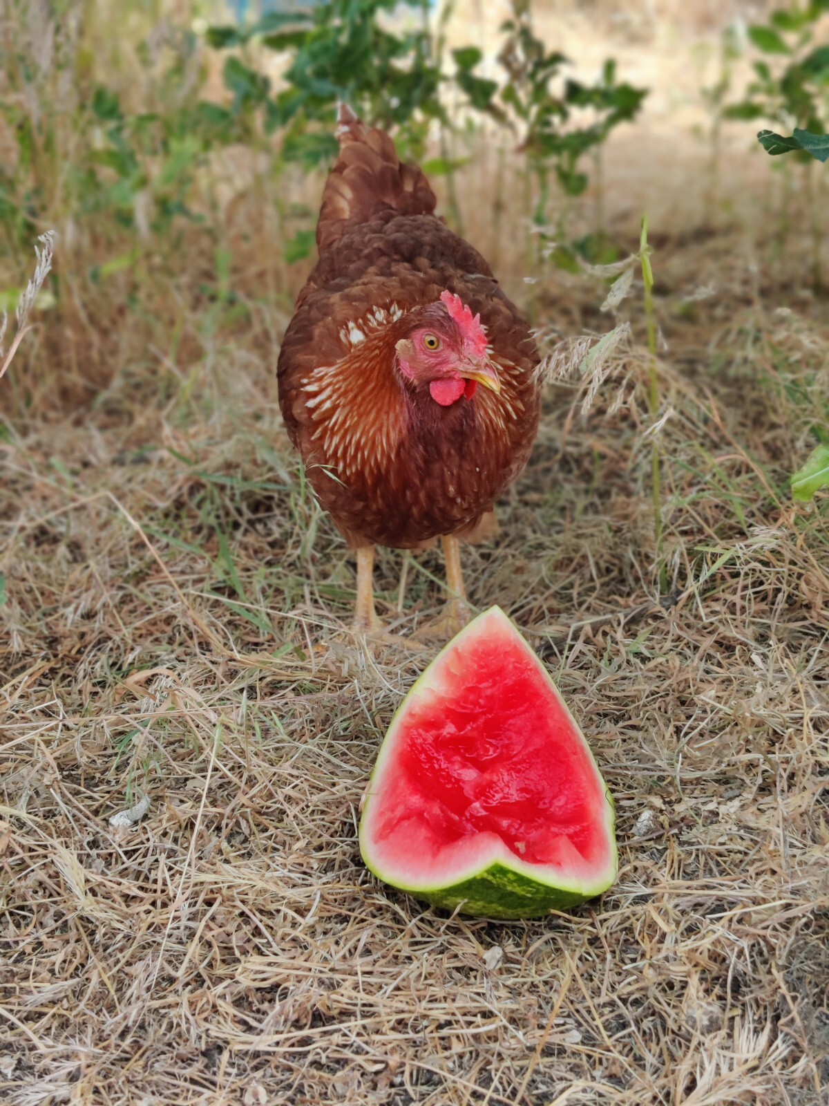 Freeze Dried Powdered Eggs, 1 doz., DISCOUNTS + FREE SHIPPING! Family Farm Made