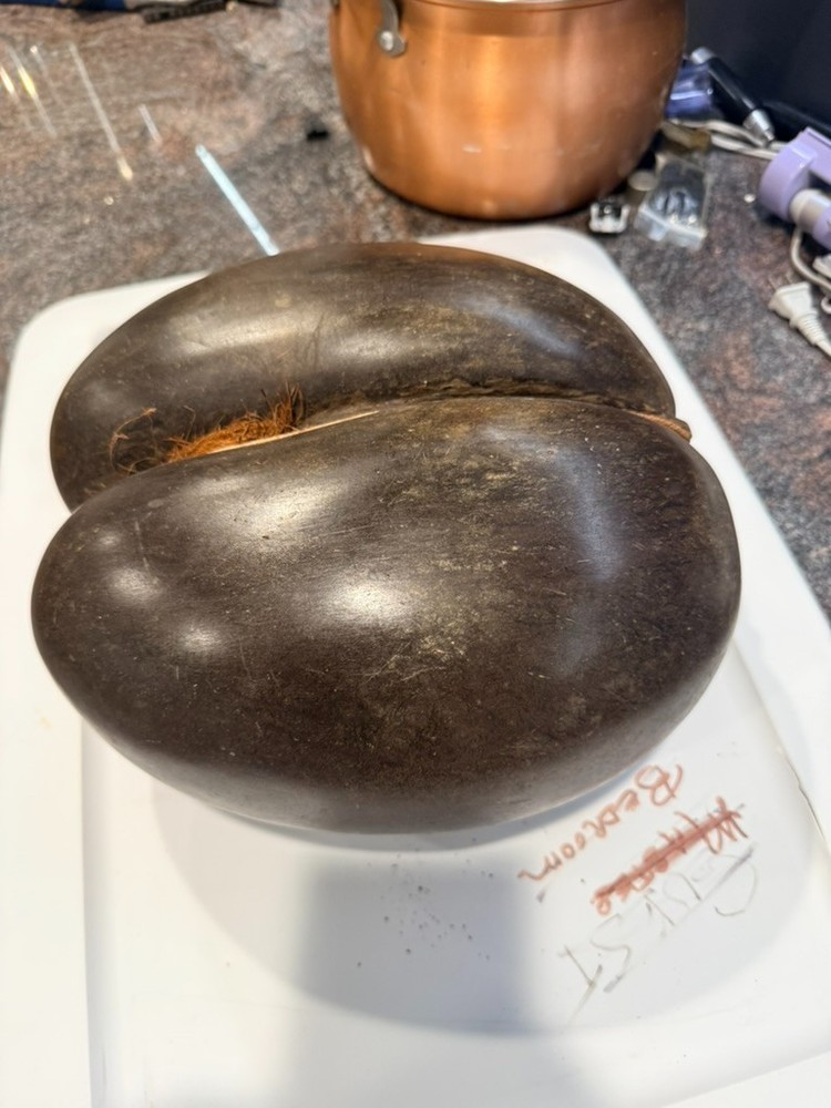 Coco De Mer Coconut, Seychelles Coconut