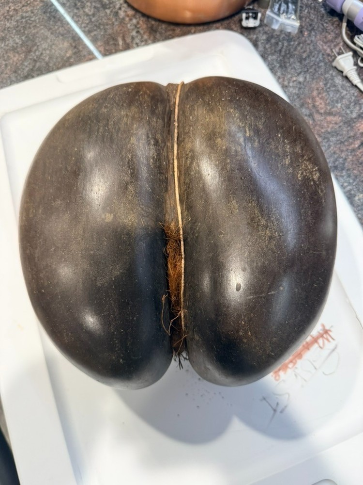 Coco De Mer Coconut, Seychelles Coconut
