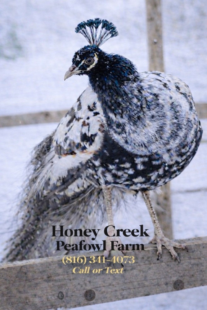 *12* Rare Peafowl Peacock Hatching Egg’s Multiple Color Varieties 🥚✅
