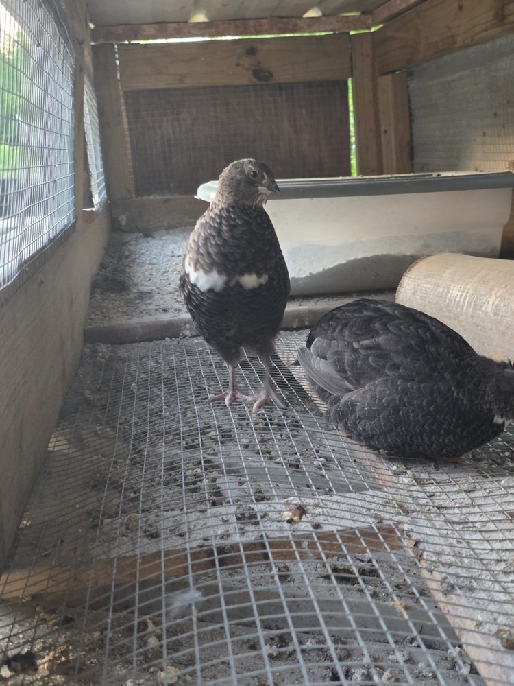 24 Jumbo Black Coturnix Quail Hatching Eggs