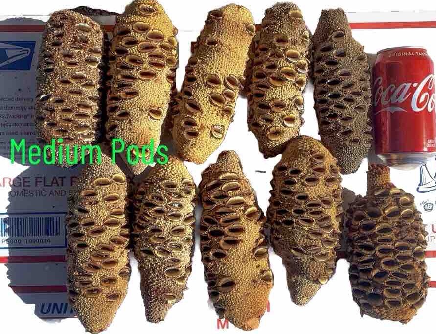Banksia Pods,for Stabilize Pen Blanks, Knife Scales, Tool Handle, Hybrid Blanks.
