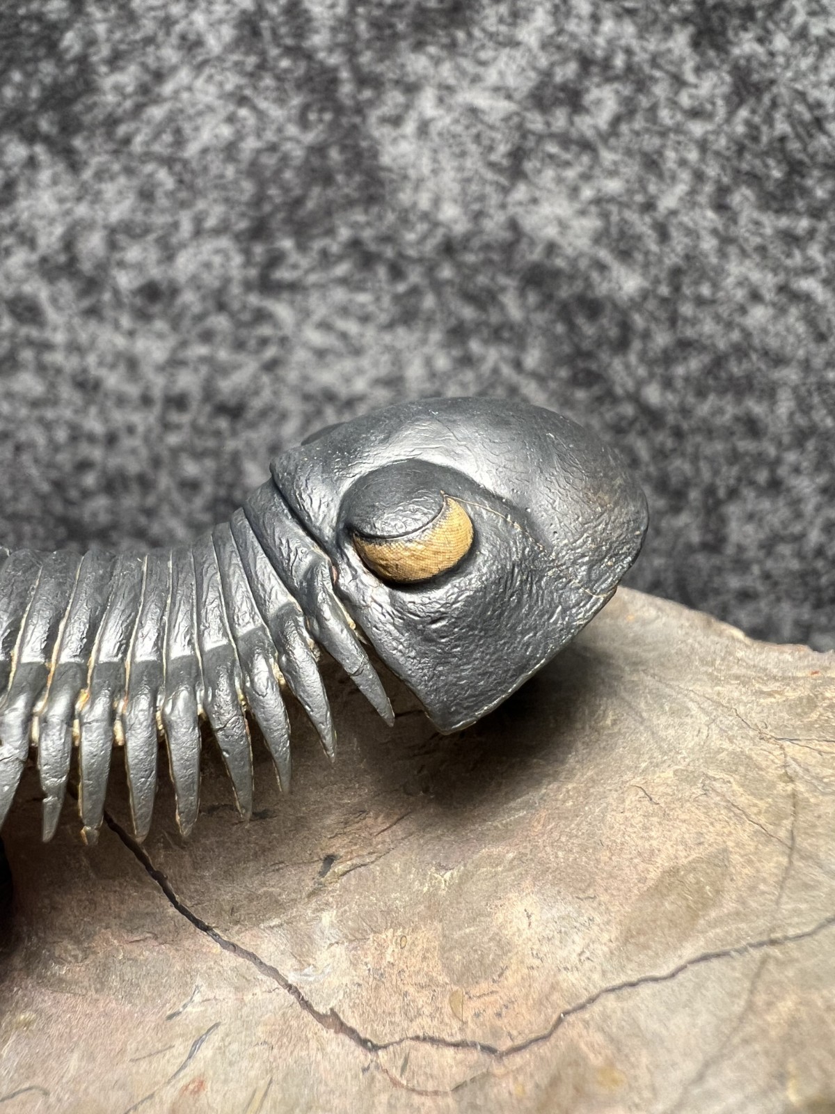 Paralejurus Trilobite Fossil – Flying Preparation with Rare Yellow Eyes