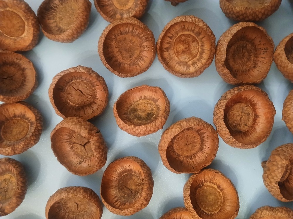 30 Large Midwestern Acorn Caps