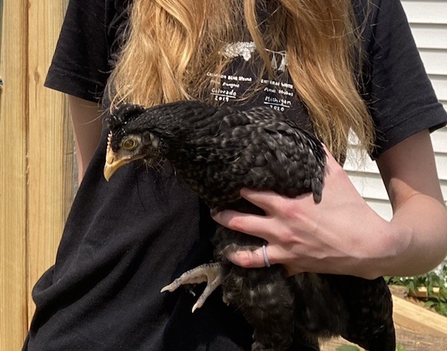12 Welsummer X Green queen hatching eggs