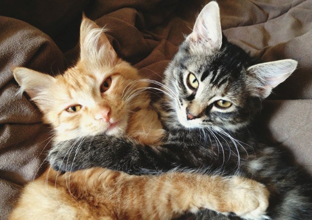 cat immune system boost - CAT HIP AND JOINT SUPPORT - cat glucosamine chews 2B