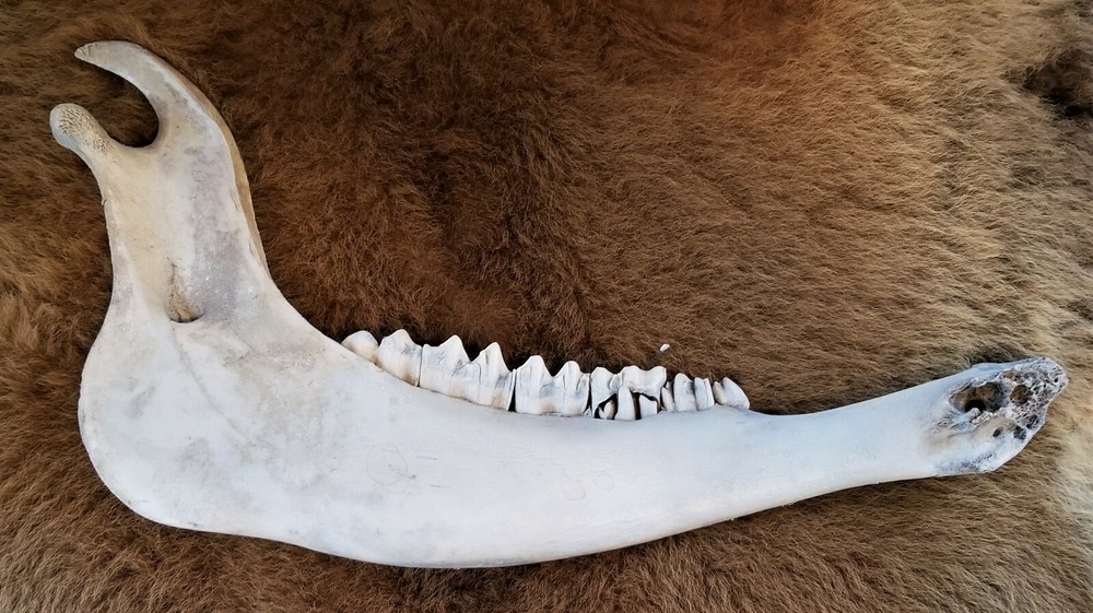 Bison Jaw Bone, American Buffalo,Native