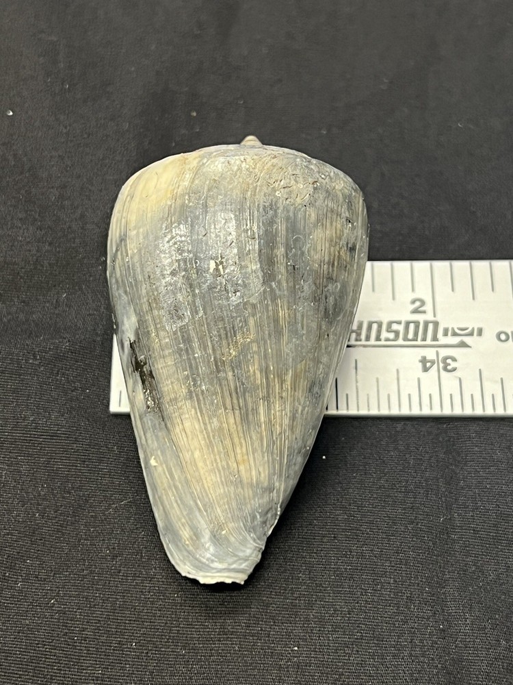RARE Fossilized CONE Shell From Central Florida - Pliocene Era.