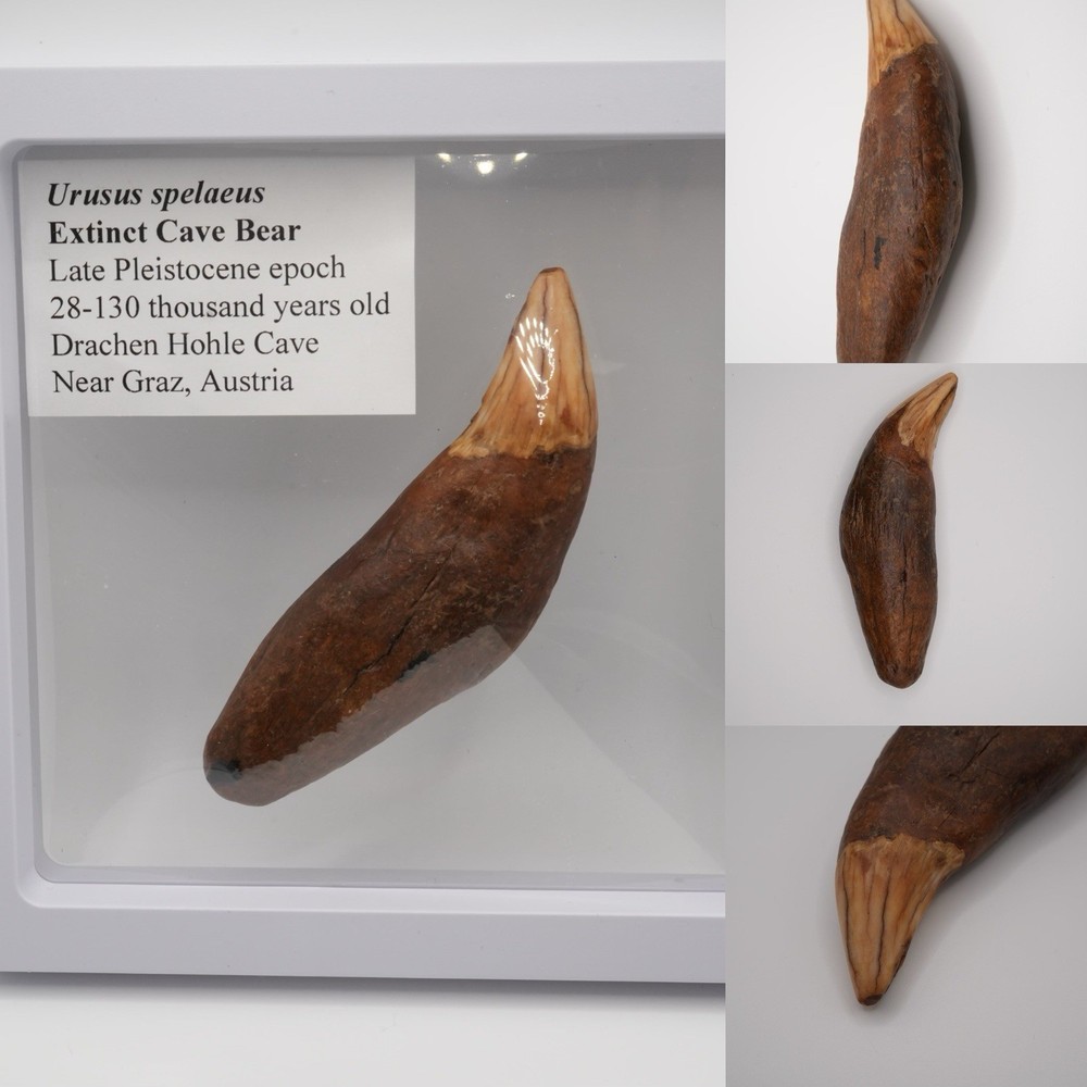 Cave bear tooth fossil