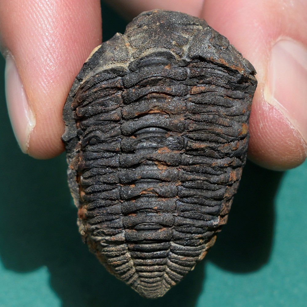 Trilobite, Eldredgeia eocryphaeus, devonian, Bolivia trilobite fossil